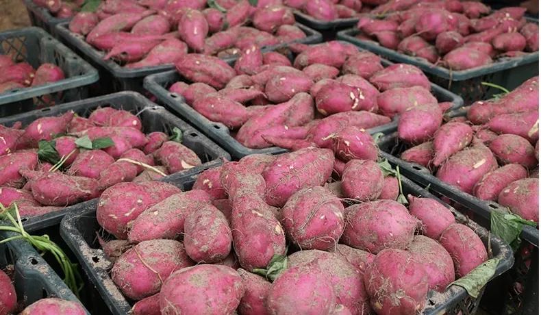 海南正宗富硒地瓜(海南富硒地瓜是毒地瓜吗)-硒宝网