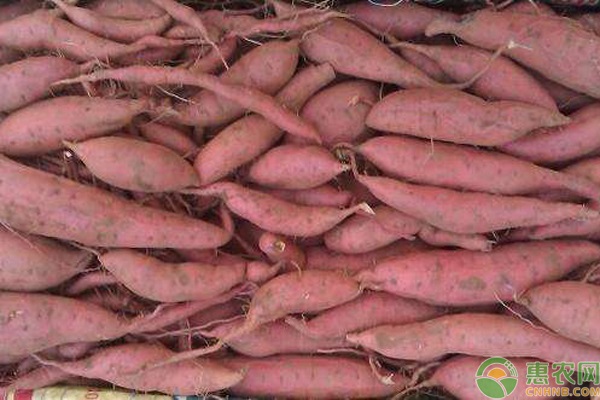 东北富硒红薯地瓜(红薯东北地瓜富硒含量高吗)-硒宝网
