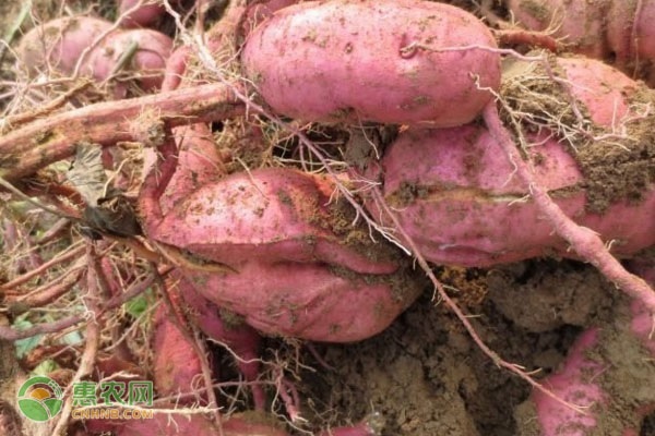东北富硒红薯地瓜(红薯东北地瓜富硒含量高吗)-硒宝网