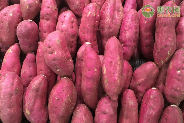 东北富硒红薯地瓜(红薯东北地瓜富硒含量高吗)-硒宝网
