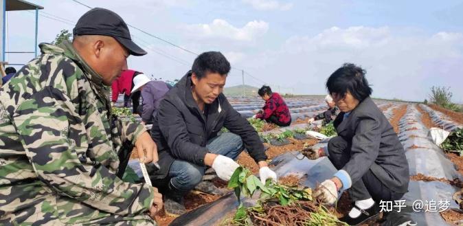桥头富硒地瓜营养（桥头富硒地瓜怎么区分真假）-硒宝网