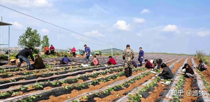 桥头富硒地瓜营养（桥头富硒地瓜怎么区分真假）-硒宝网