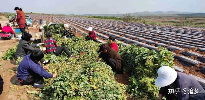 桥头富硒地瓜营养（桥头富硒地瓜怎么区分真假）-硒宝网