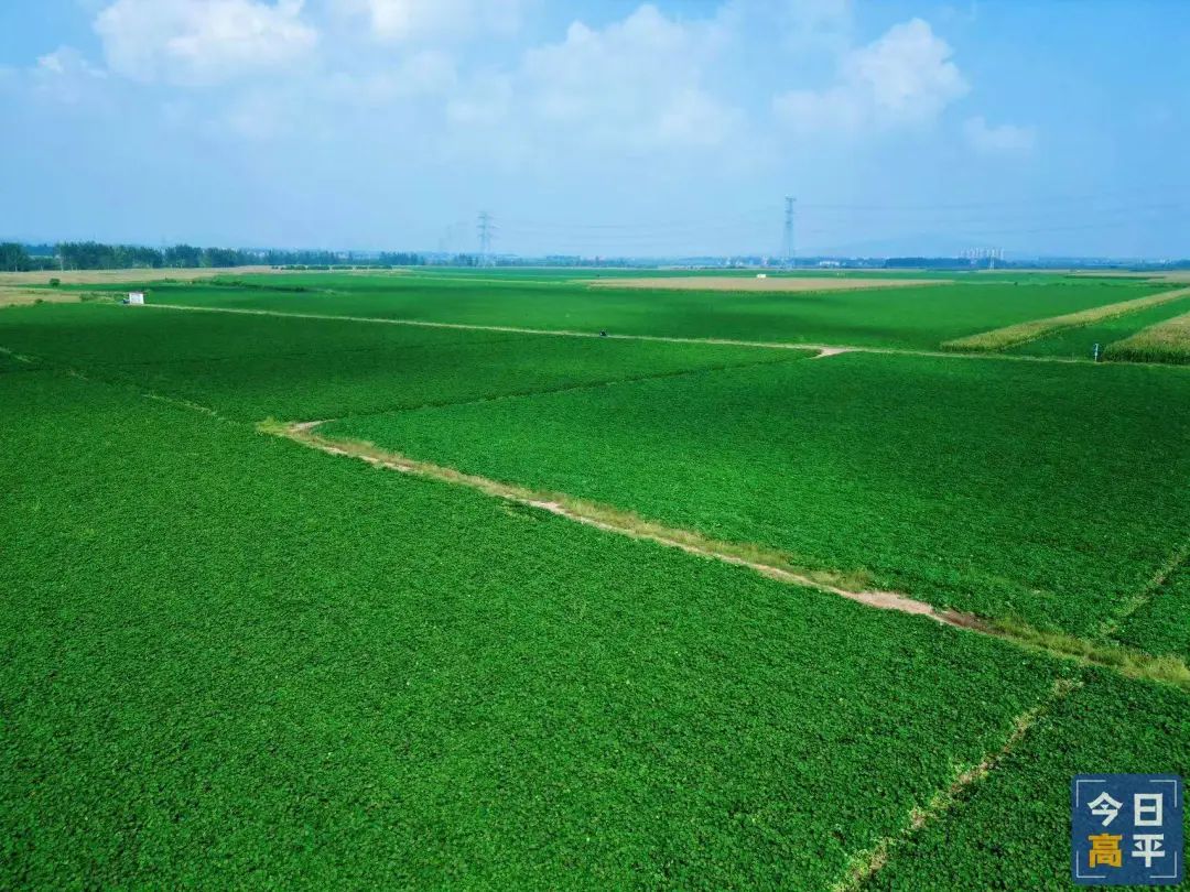 富硒地瓜种植历史(富硒地瓜产地)-硒宝网