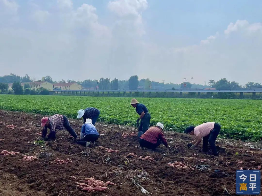 富硒地瓜种植历史(富硒地瓜产地)-硒宝网