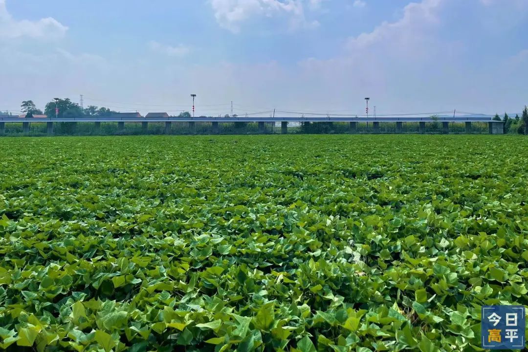 富硒地瓜种植历史(富硒地瓜产地)-硒宝网