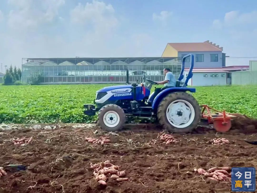 富硒地瓜种植历史(富硒地瓜产地)-硒宝网