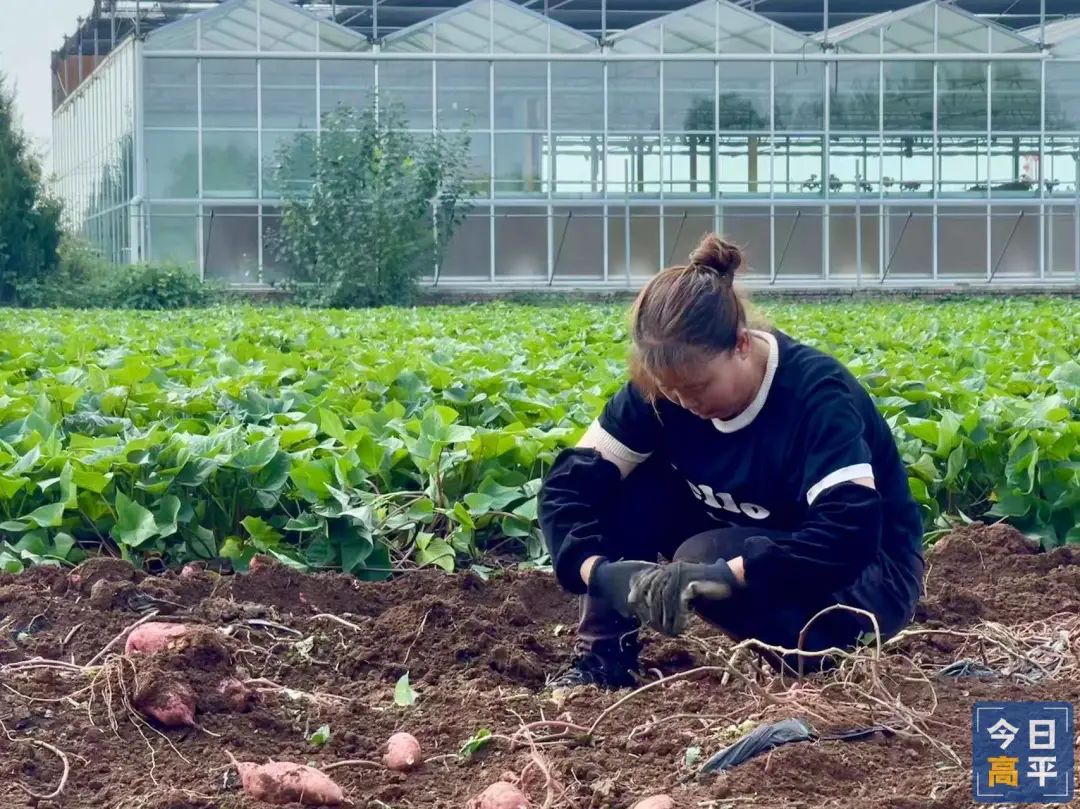 富硒地瓜种植历史(富硒地瓜产地)-硒宝网