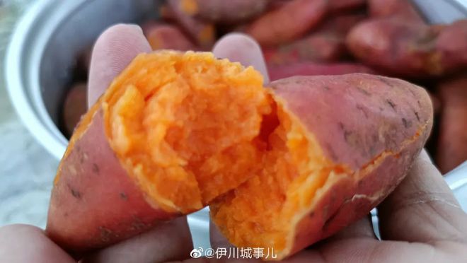 海南有机富硒地瓜（富硒地瓜苗哪里有卖）-硒宝网