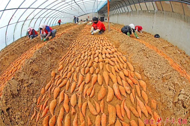 海南有机富硒地瓜（富硒地瓜苗哪里有卖）-硒宝网