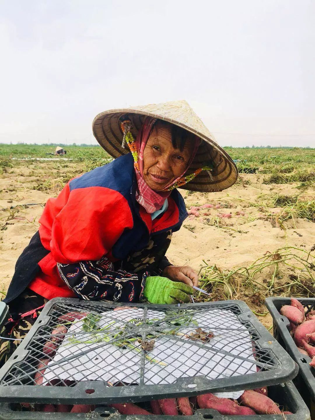 海南正宗富硒地瓜（海南富硒地瓜多少钱一斤）-硒宝网