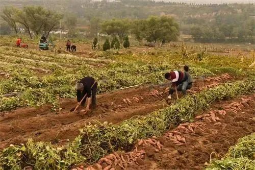 海南富硒地瓜品牌（海南富硒地瓜是毒地瓜吗）-硒宝网