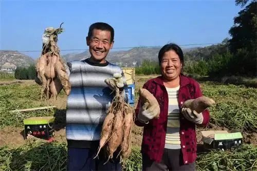 海南富硒地瓜品牌（海南富硒地瓜是毒地瓜吗）-硒宝网