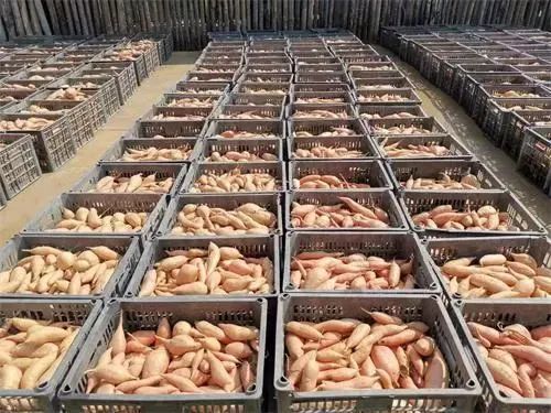 海南富硒地瓜品牌（海南富硒地瓜是毒地瓜吗）-硒宝网