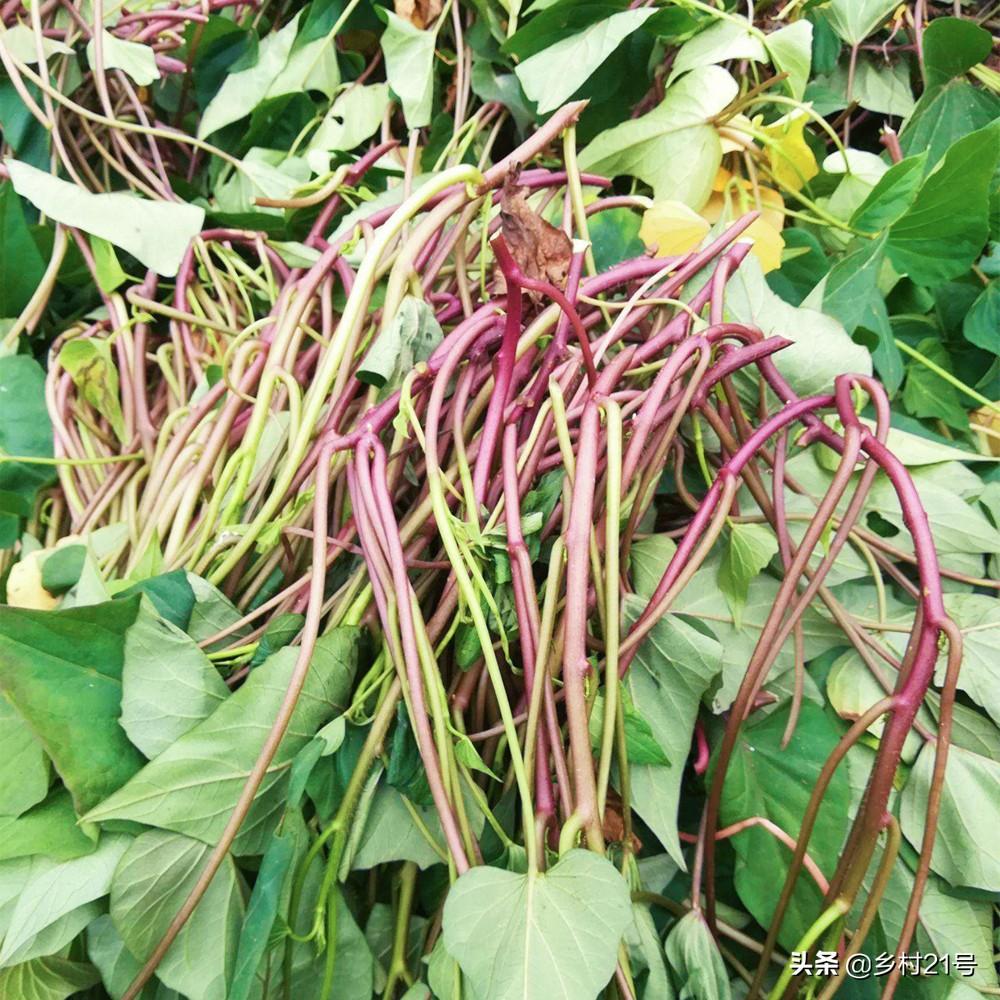 富硒地瓜怎么种植（富硒地瓜种植技术视频教程）-硒宝网