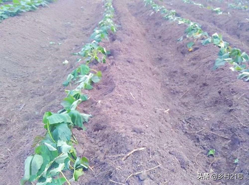 富硒地瓜怎么种植（富硒地瓜种植技术视频教程）-硒宝网