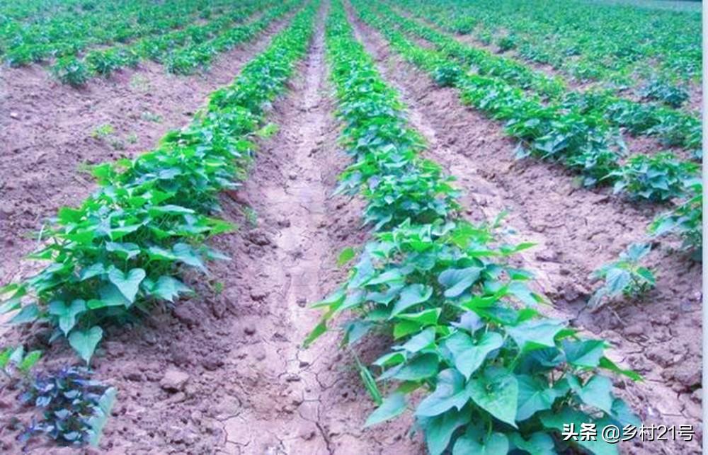 富硒地瓜怎么种植（富硒地瓜种植技术视频教程）-硒宝网