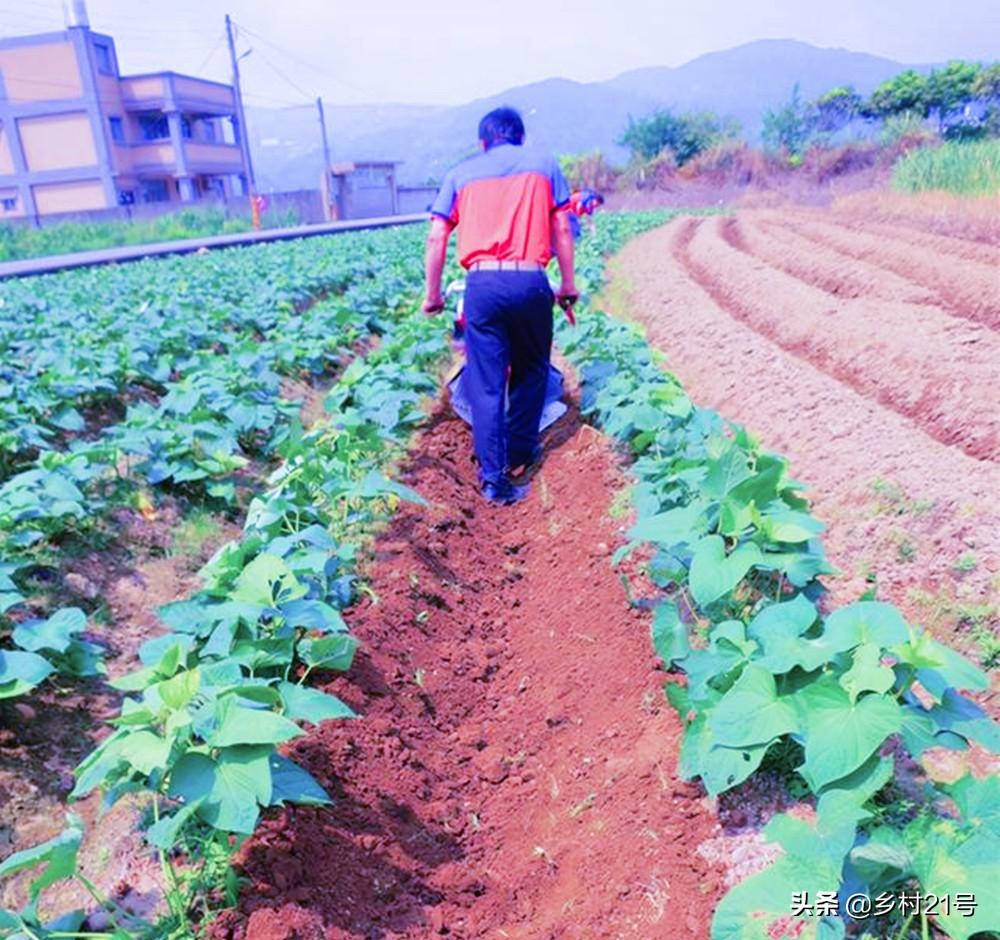 富硒地瓜怎么种植（富硒地瓜种植技术视频教程）-硒宝网
