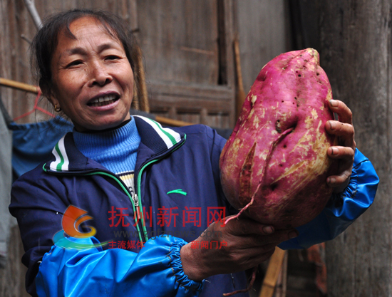 邹城富硒地瓜种植（富硒地瓜亩产多少斤）-硒宝网