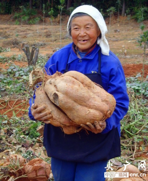 邹城富硒地瓜种植（富硒地瓜亩产多少斤）-硒宝网