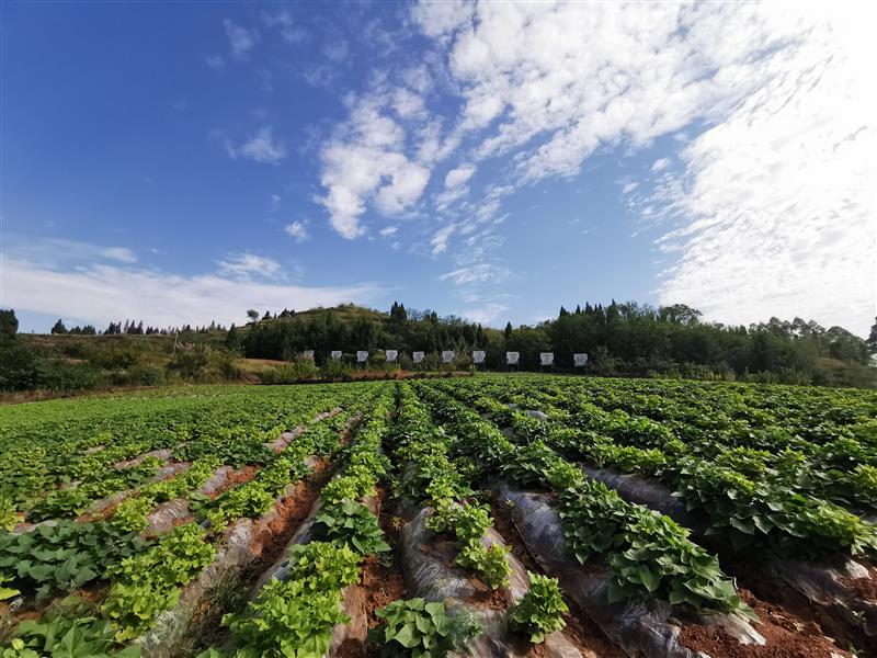 邹城富硒地瓜种植（富硒地瓜亩产多少斤）-硒宝网