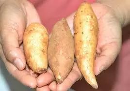 减肥能吃富硒地瓜（减肥能地瓜吃富硒吗）-硒宝网