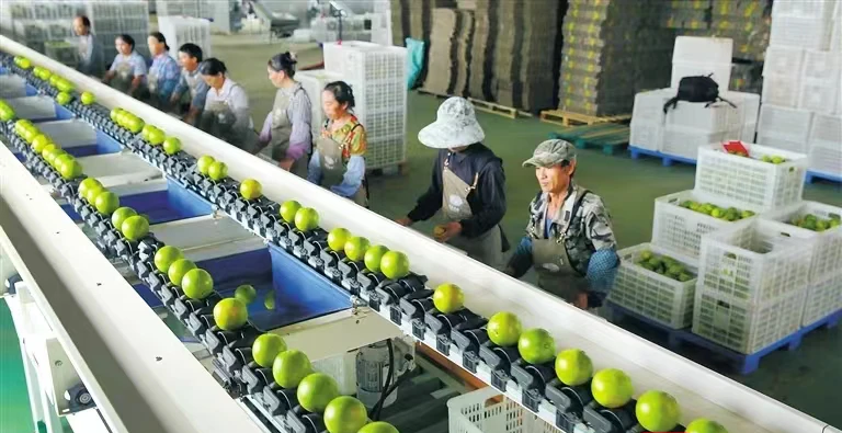 澄迈富硒地瓜基地(澄迈县红土地富硒)-硒宝网