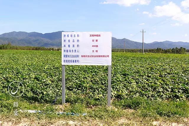 海南富硒地瓜热量(海南富硒地瓜多少钱一斤)-硒宝网