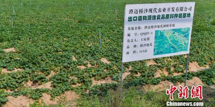 桥头富硒地瓜直播(桥头富硒地瓜营养价值)-硒宝网