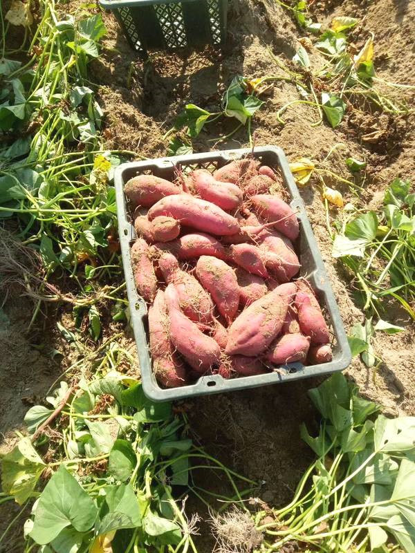 海南富硒地瓜减肥（富硒地瓜减肥吗）-硒宝网