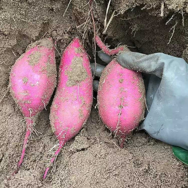 海南富硒地瓜减肥（富硒地瓜减肥吗）-硒宝网