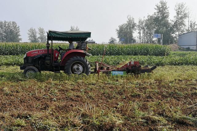 富硒地瓜收获季节（季节地瓜收获富硒多少）-硒宝网