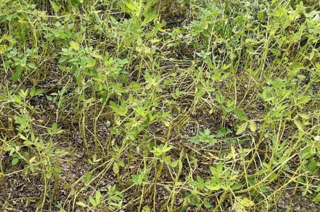 富硒地瓜收获季节（季节地瓜收获富硒多少）-硒宝网