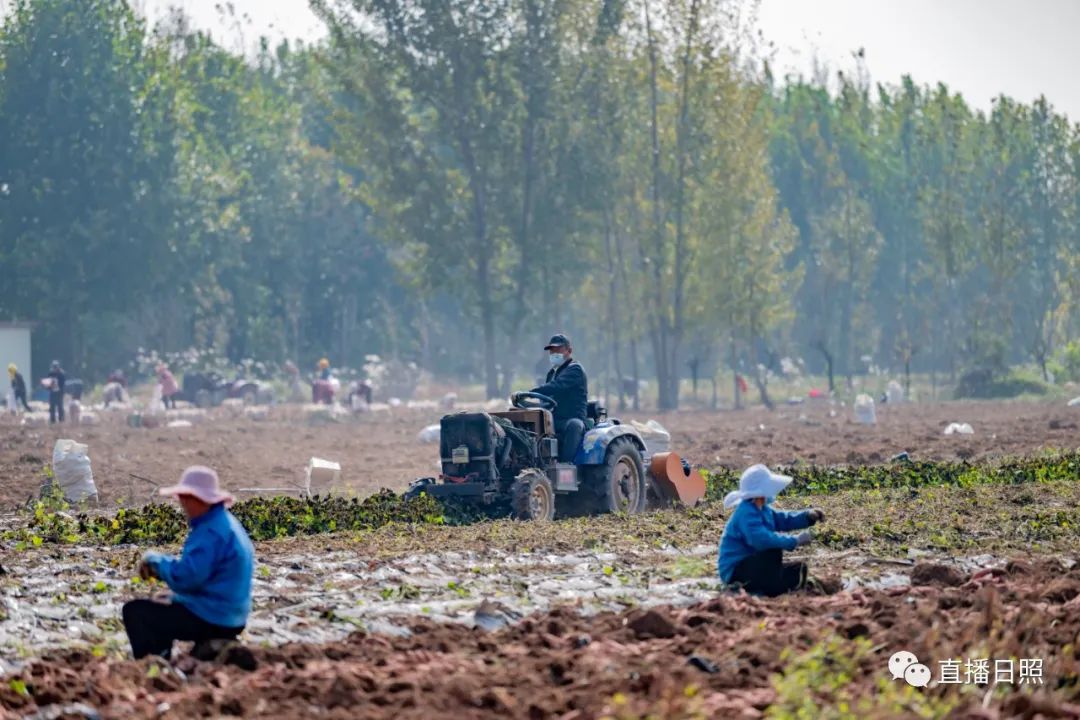 莒县富硒地瓜地址(莒南地瓜价格)-硒宝网