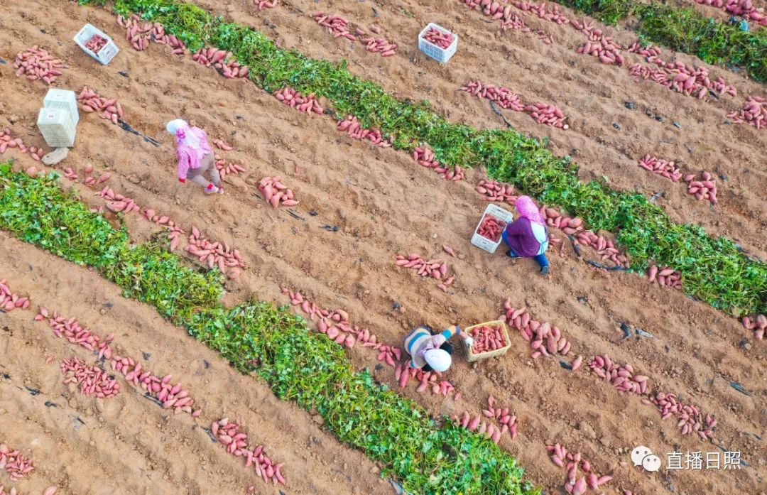 莒县富硒地瓜地址(莒南地瓜价格)-硒宝网