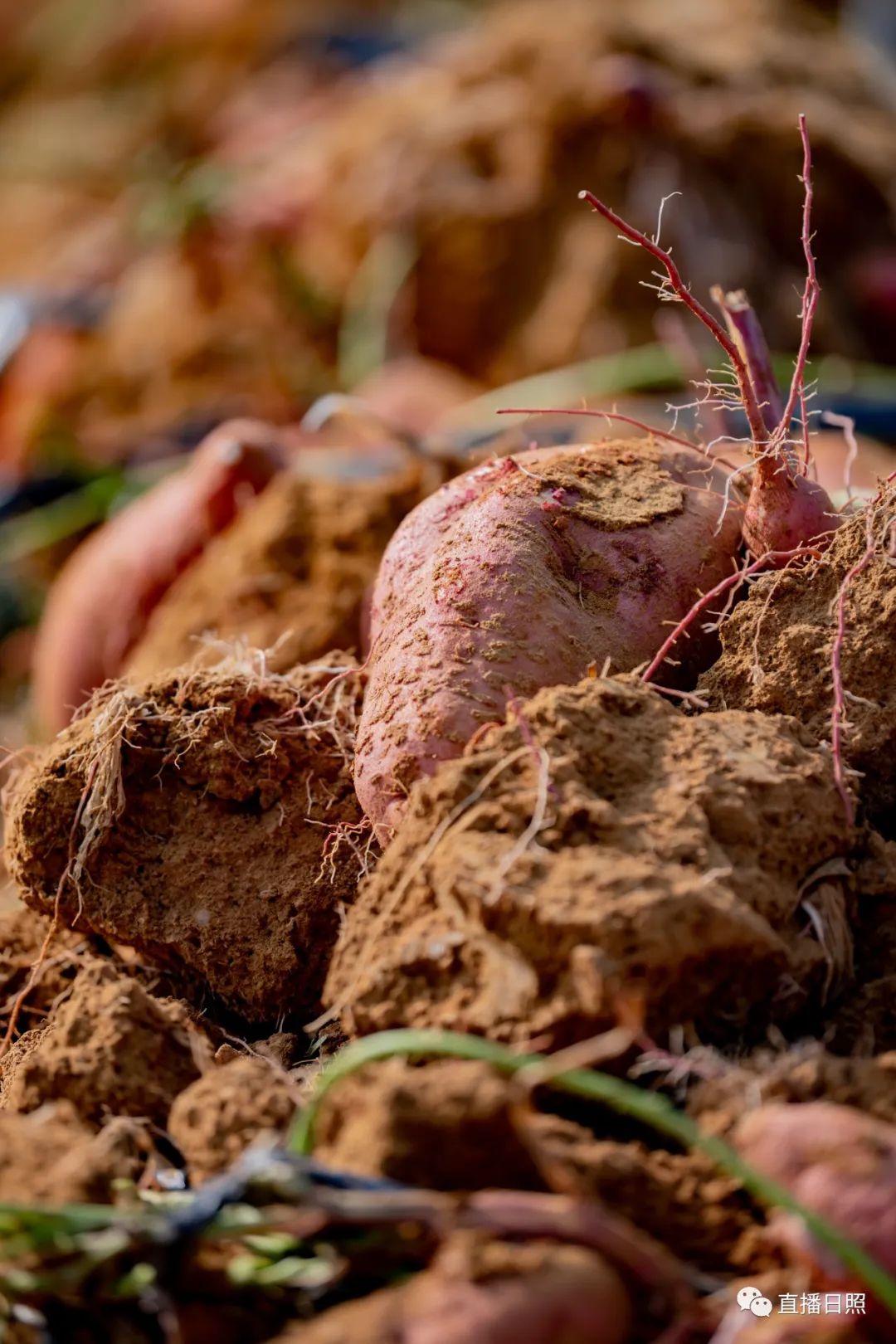 莒县富硒地瓜地址(莒南地瓜价格)-硒宝网