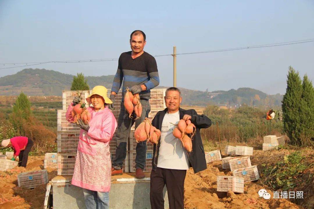 莒县富硒地瓜地址(莒南地瓜价格)-硒宝网