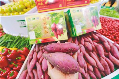 海南富硒地瓜生长(海南富硒地瓜是毒地瓜吗)-硒宝网