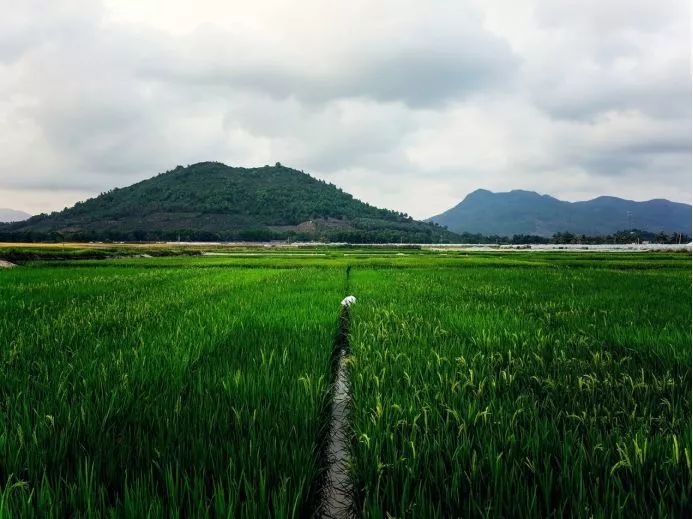 海南富硒地瓜生长（海南的富硒地瓜）-硒宝网