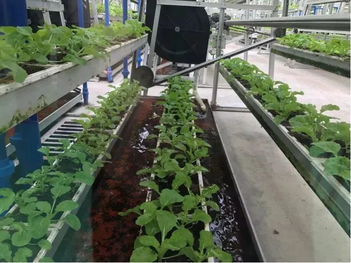 海南富硒地瓜生长（海南的富硒地瓜）-硒宝网