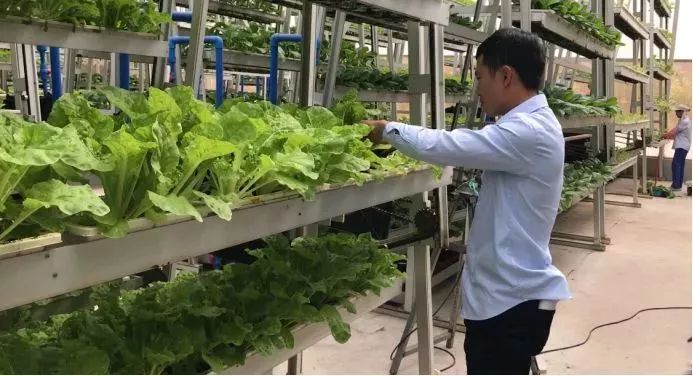 海南富硒地瓜生长（海南的富硒地瓜）-硒宝网