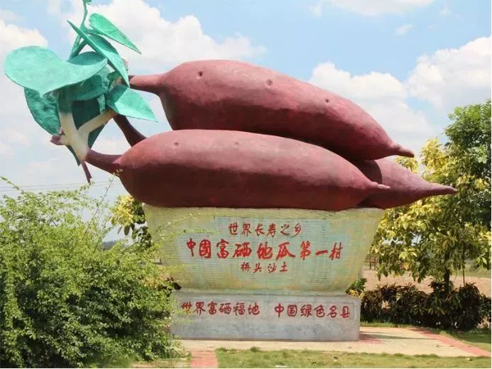 海南富硒地瓜生长（海南的富硒地瓜）-硒宝网