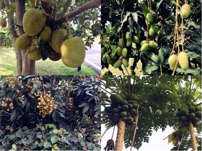 海南富硒地瓜生长（海南的富硒地瓜）-硒宝网