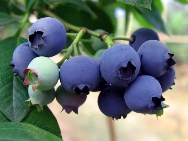 怎么分辨富硒地瓜(富硒地瓜好吃吗)-硒宝网