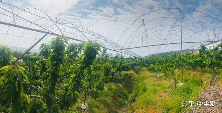富硒地瓜大连产地(大连地瓜品种)-硒宝网