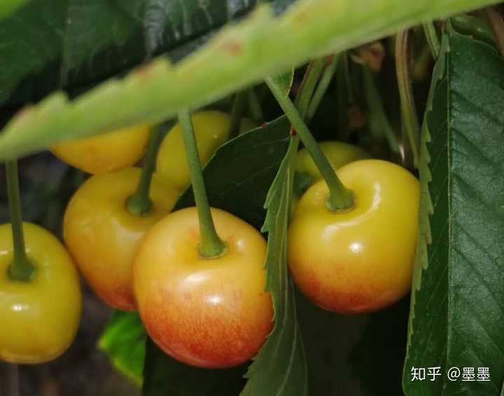 富硒地瓜大连产地(大连地瓜品种)-硒宝网