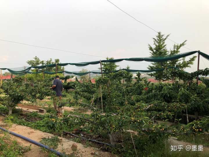 富硒地瓜大连产地(大连地瓜品种)-硒宝网