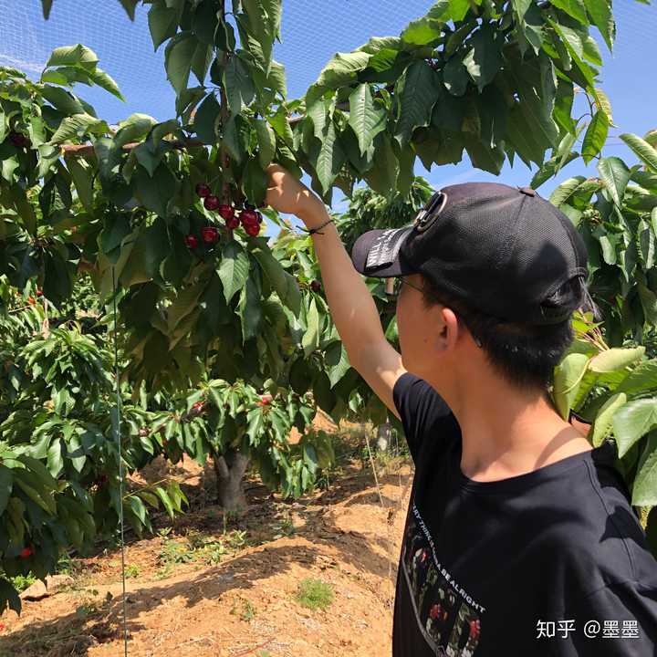 富硒地瓜大连产地(大连地瓜品种)-硒宝网