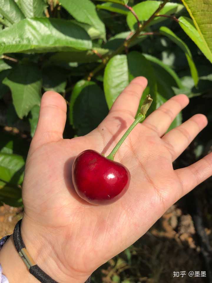 富硒地瓜大连产地(大连地瓜品种)-硒宝网