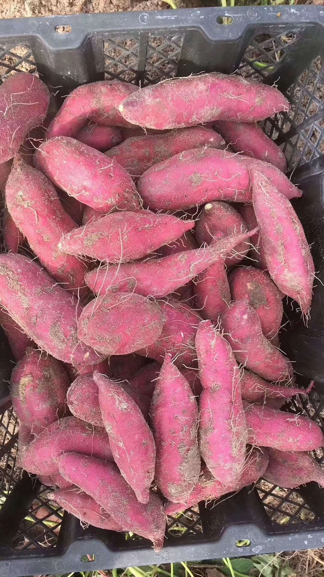 富硒地瓜花样做法(地瓜的花样吃法)-硒宝网